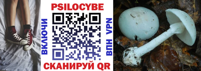 площадка какой сайт  Ярославль  Галлюциногенные грибы Cubensis 